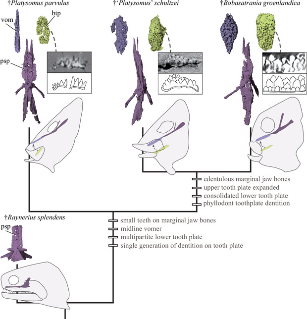 Platysomus putea apuca și perfora carapace mai moi sau cuticule de insecte, deși nu avea rezistența structurilor mai groase și stratificate. sursa foto royalsocietypublishing