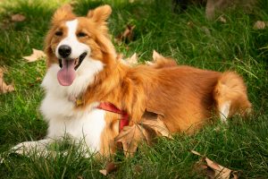 La ce se gândește câinele tău? Scanările cerebrale dezvăluie secretele canine