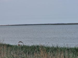 Lacul Nuntași din Tuzla a secat aproape complet: ecosistem distrus, dar numărul păsărilor flamingo a atins un record