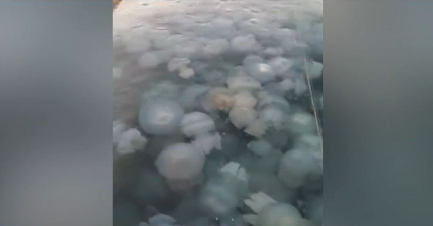 Litoralul românesc, invadat de meduze albastre. sursa foto captură TV