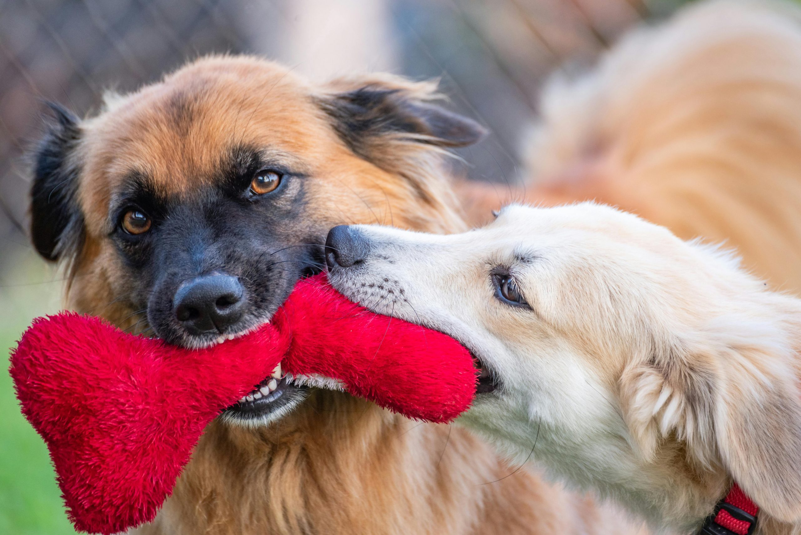 Pica la câini: ghid veterinar despre simptome, cauze și tratament. sursa foto pexels.com