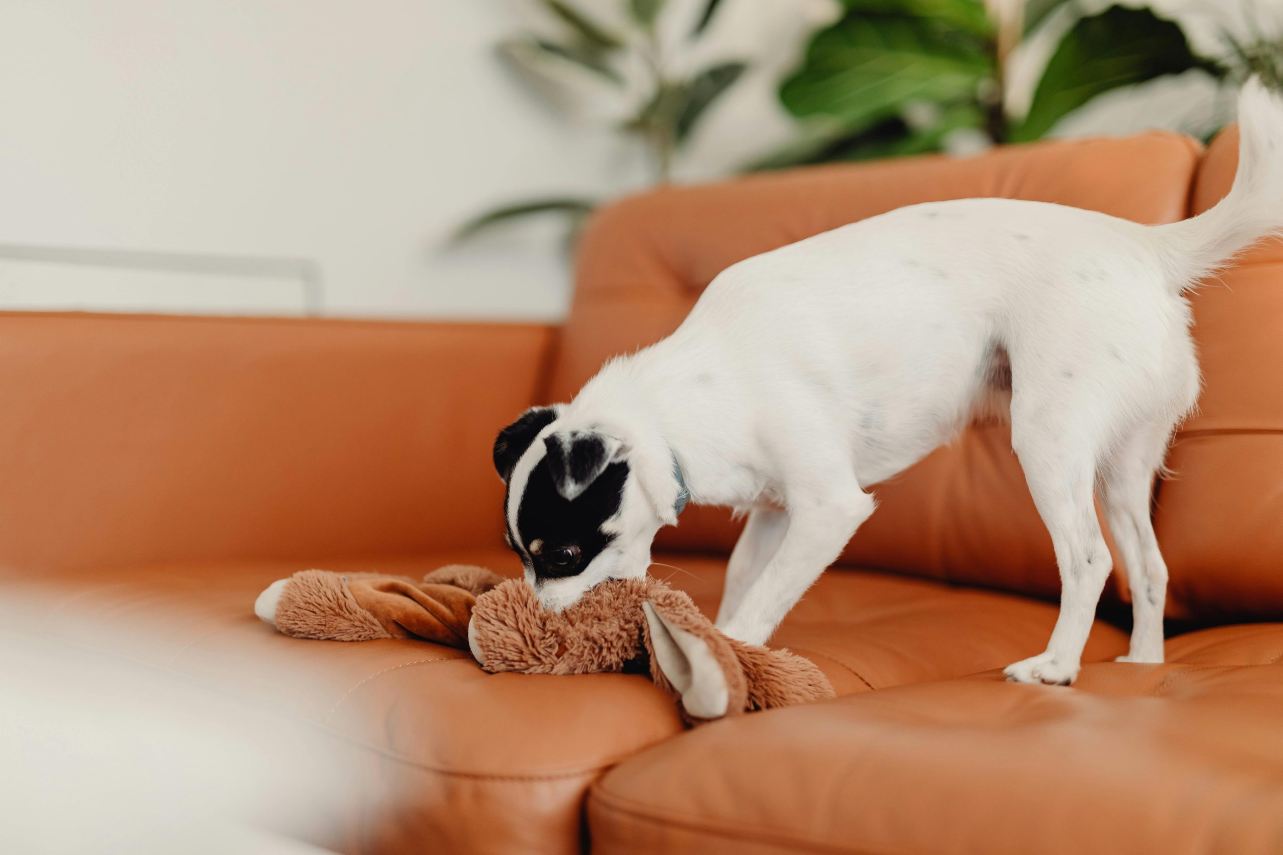 Dacă bănuiești că animalul a înghițit ceva ce poate provoca blocaj intestinal sau intoxicație, contactează imediat medicul veterinar. sursa foto pexels.com