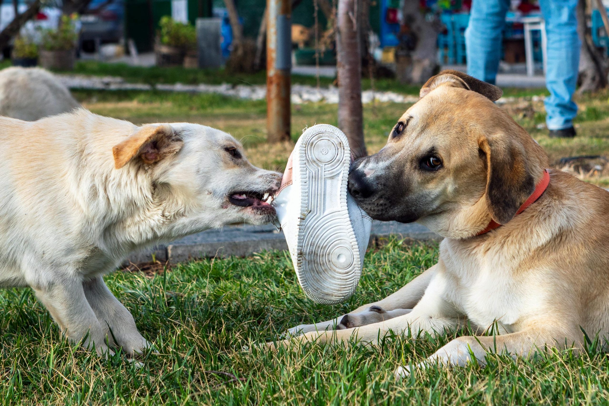 Da, pica poate fi fatală, în funcție de ce obiect este înghițit și în ce cantitate. sursa foto pexels.com