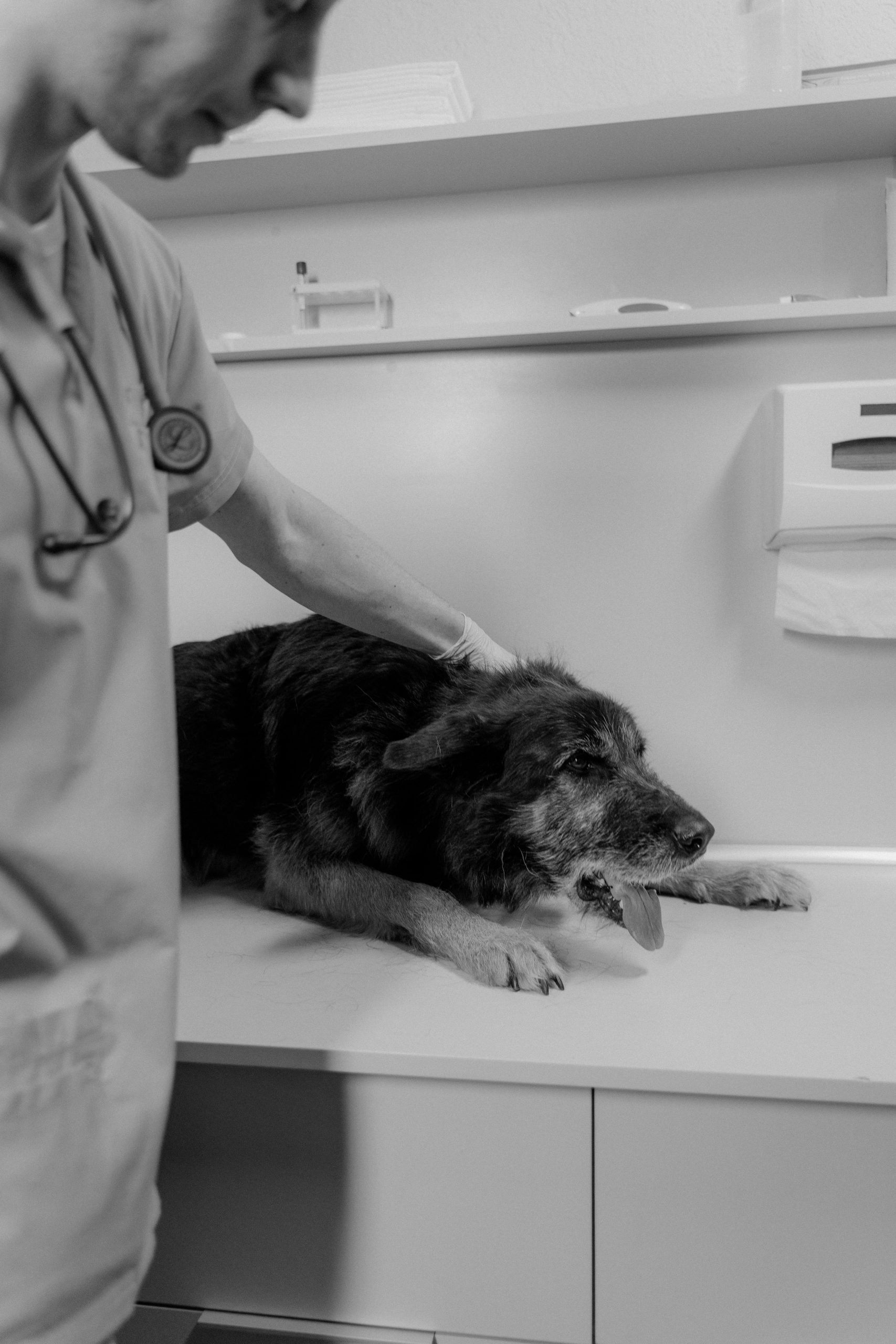 Pneumonia la câini este o inflamație a plămânilor, în care micii saci de aer (alveolele) se umplu cu lichid, puroi sau alte resturi. sursa foto pexels.com