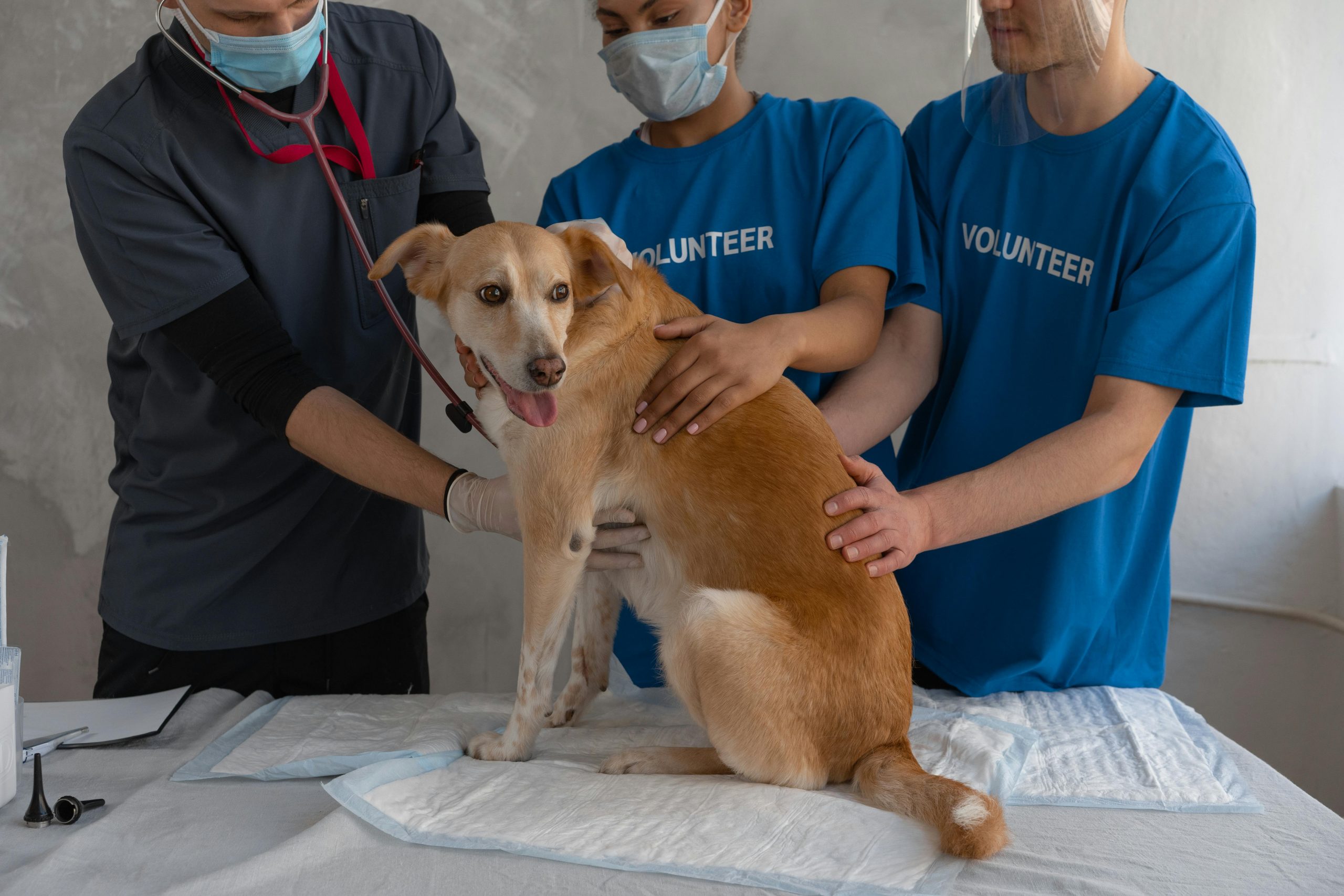 Există mai multe tipuri de pneumonie, însă cel mai frecvent întâlnit este cel bacterian, cauzat de o infecție respiratorie sau de inhalarea accidentală a unor particule în plămâni. sursa foto pexels.com
