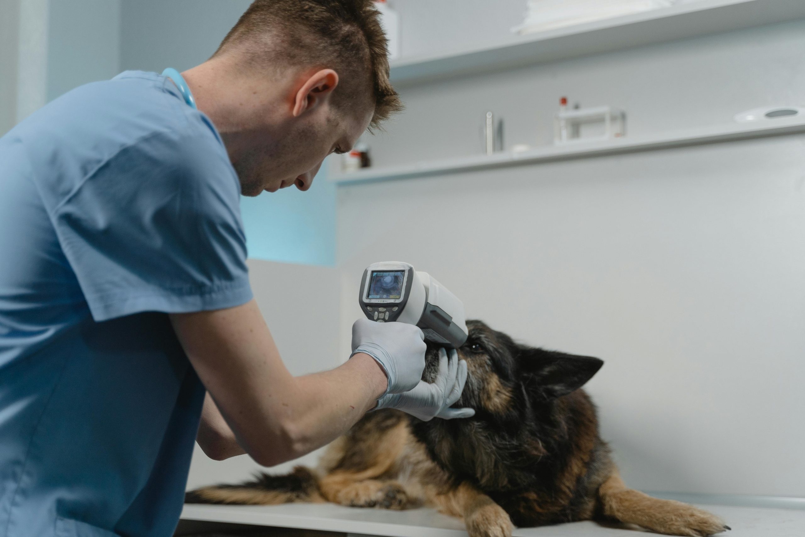 Este întotdeauna o problemă serioasă, dar vestea bună este că, prin depistare timpurie și tratament adecvat, majoritatea câinilor se recuperează complet. sursa foto pexels.com