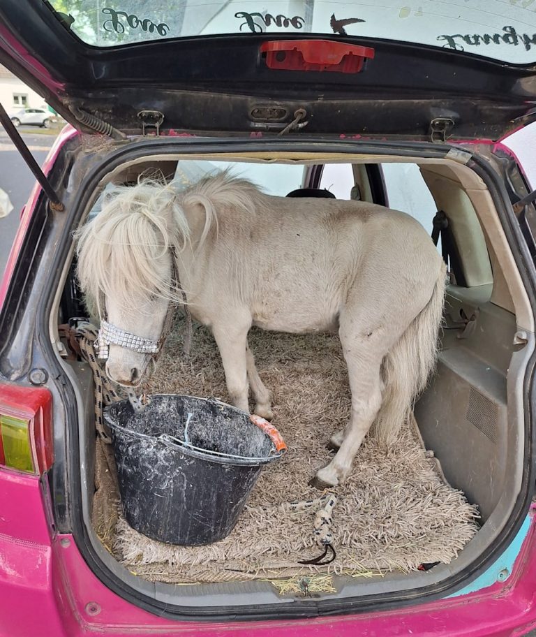 Ponei în portbagajul unei mașini roz, descoperirea inedită a poliției ...