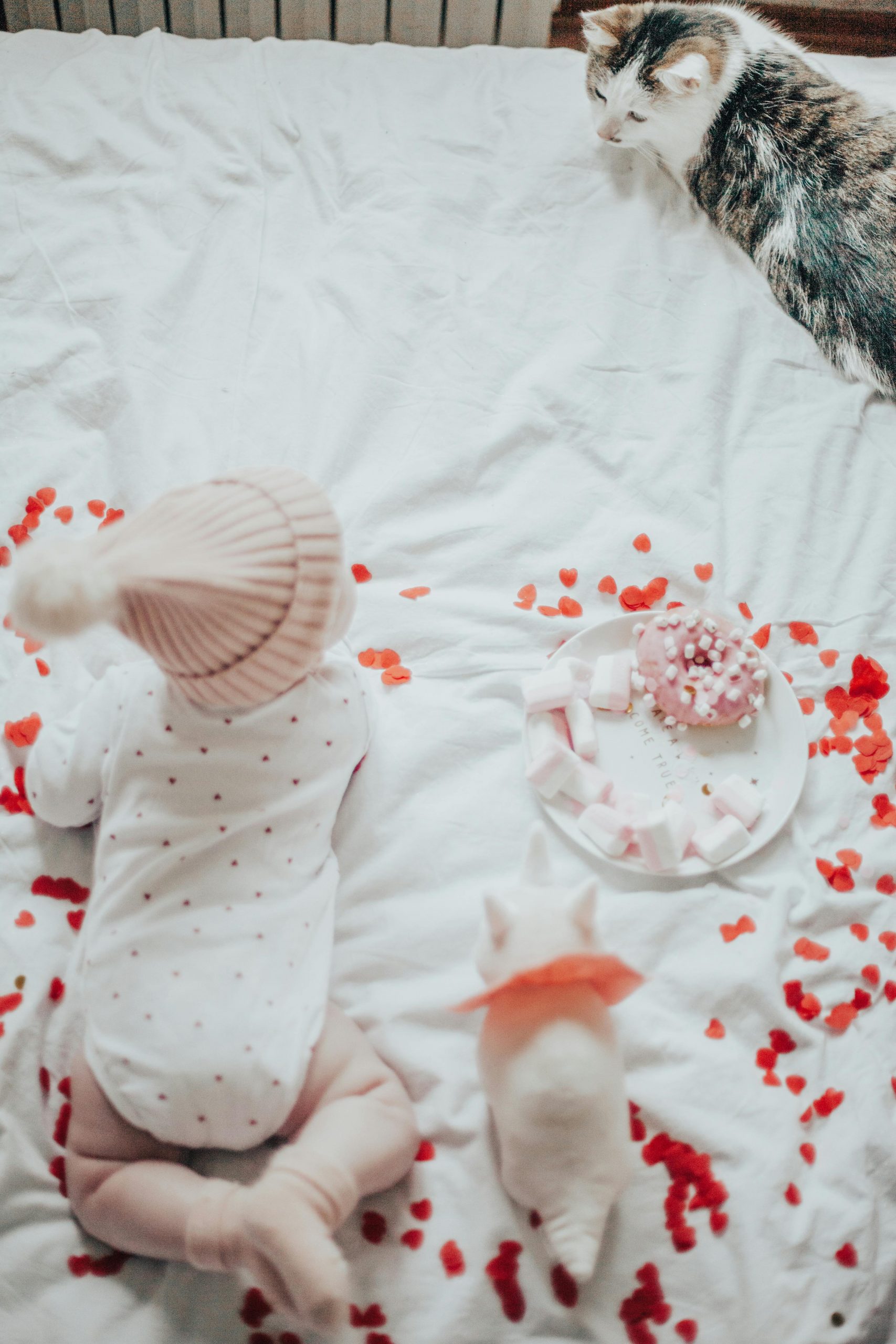 Sunt pisicile mai inteligente decât bebelușii? sursa foto pexels.com