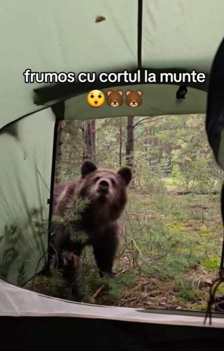 Din fericire, urșii au plecat fără să atace bărbatul. sursa foto capturi TikTok