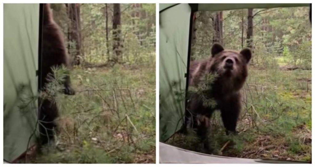 Un turist s-a trezit cu trei urși în fața cortului. sursa foto capturi TikTok