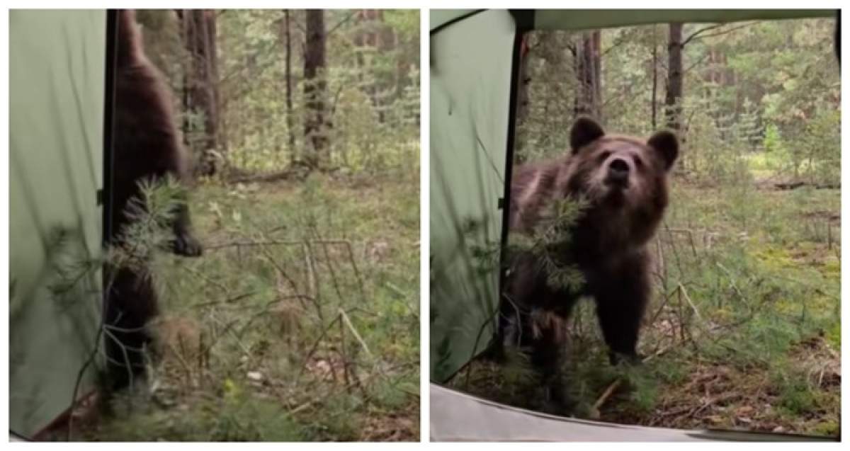 Un turist s-a trezit cu trei urși în fața cortului. sursa foto capturi TikTok
