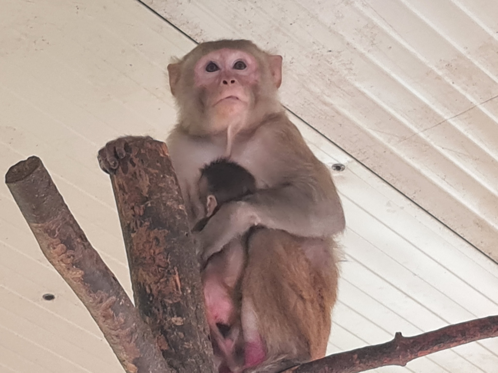 Mai multe accidente au avut loc la „colțul zoologic Arca lui Noe”. sursa foto Facebook