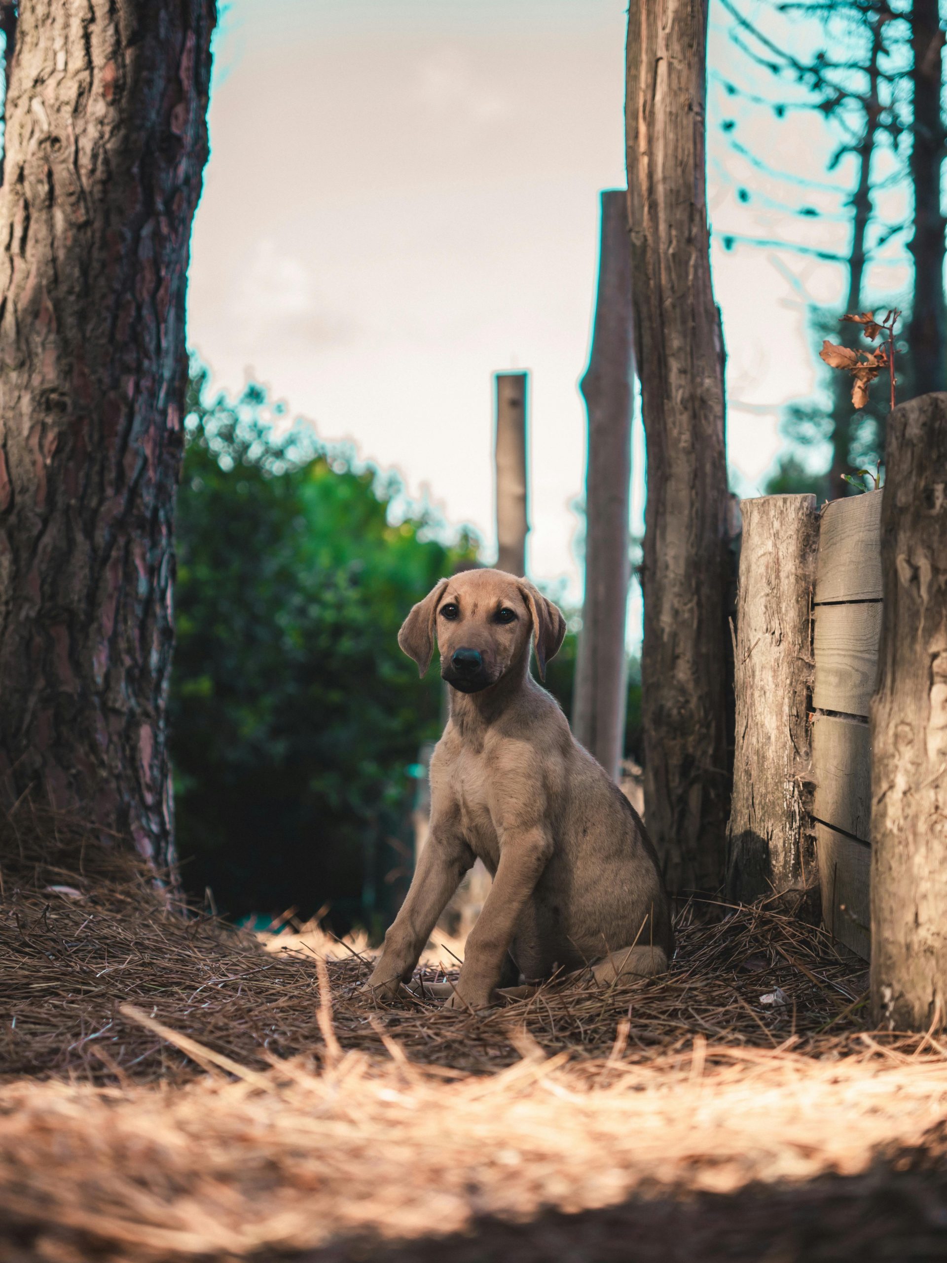 Mulți câini suferă de anxietatea de separare, de veterinar, salon de înfrumusețare și zgomote puternice. sursa foto pexels.com