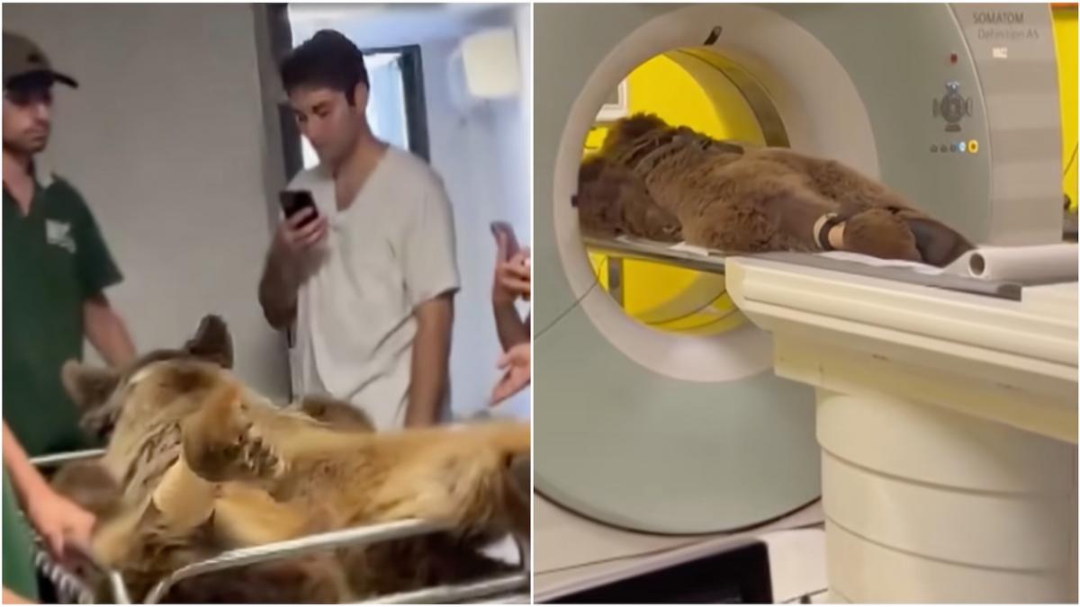 Un urs de 90 de kg din Turcia a ajuns la RMN după ce a mâncat prea multe fructe. sursa foto captura YouTube