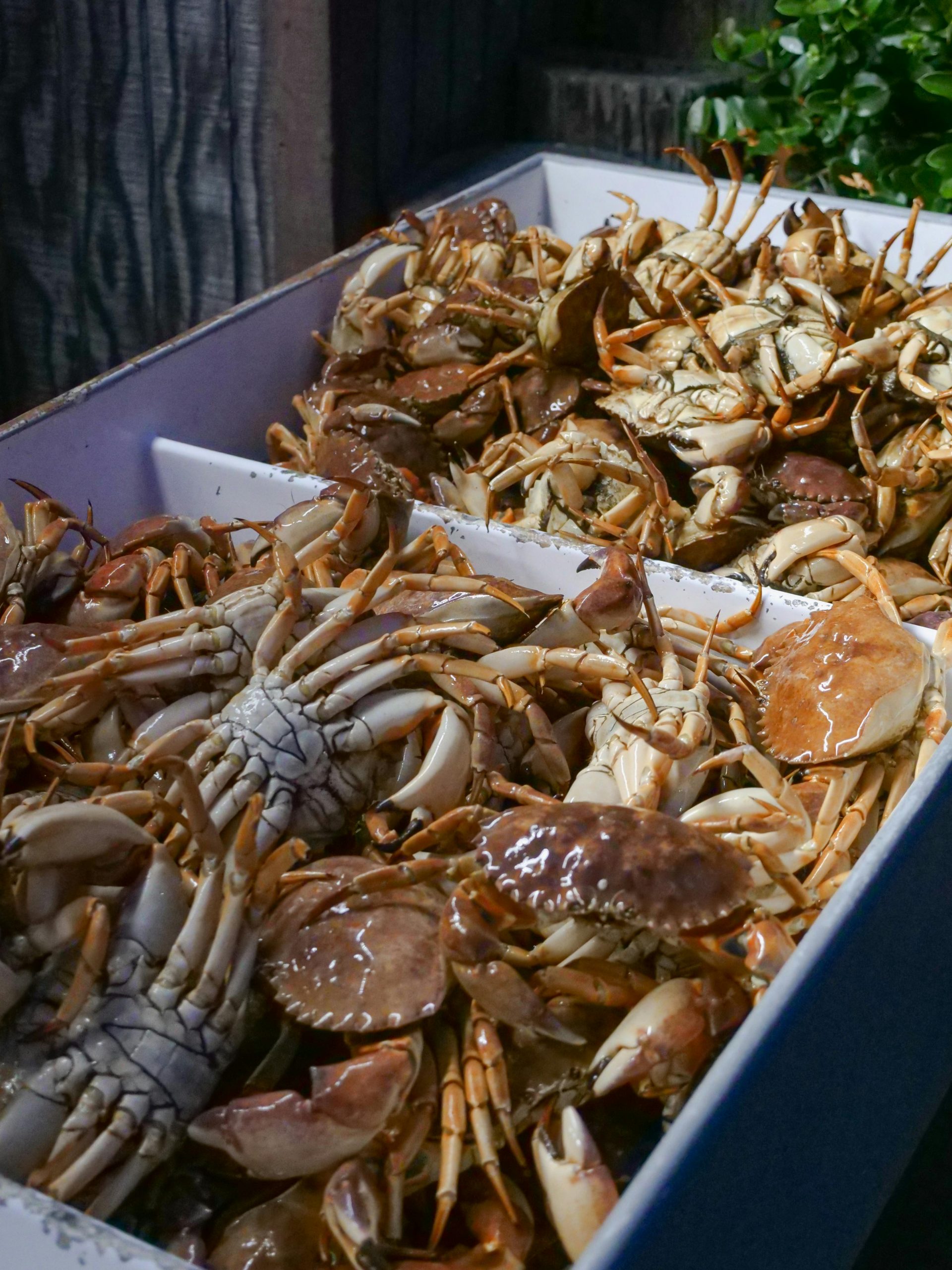 Consumul excesiv de fructe de mare a secătuit apele mărilor. sursa foto pexels.com
