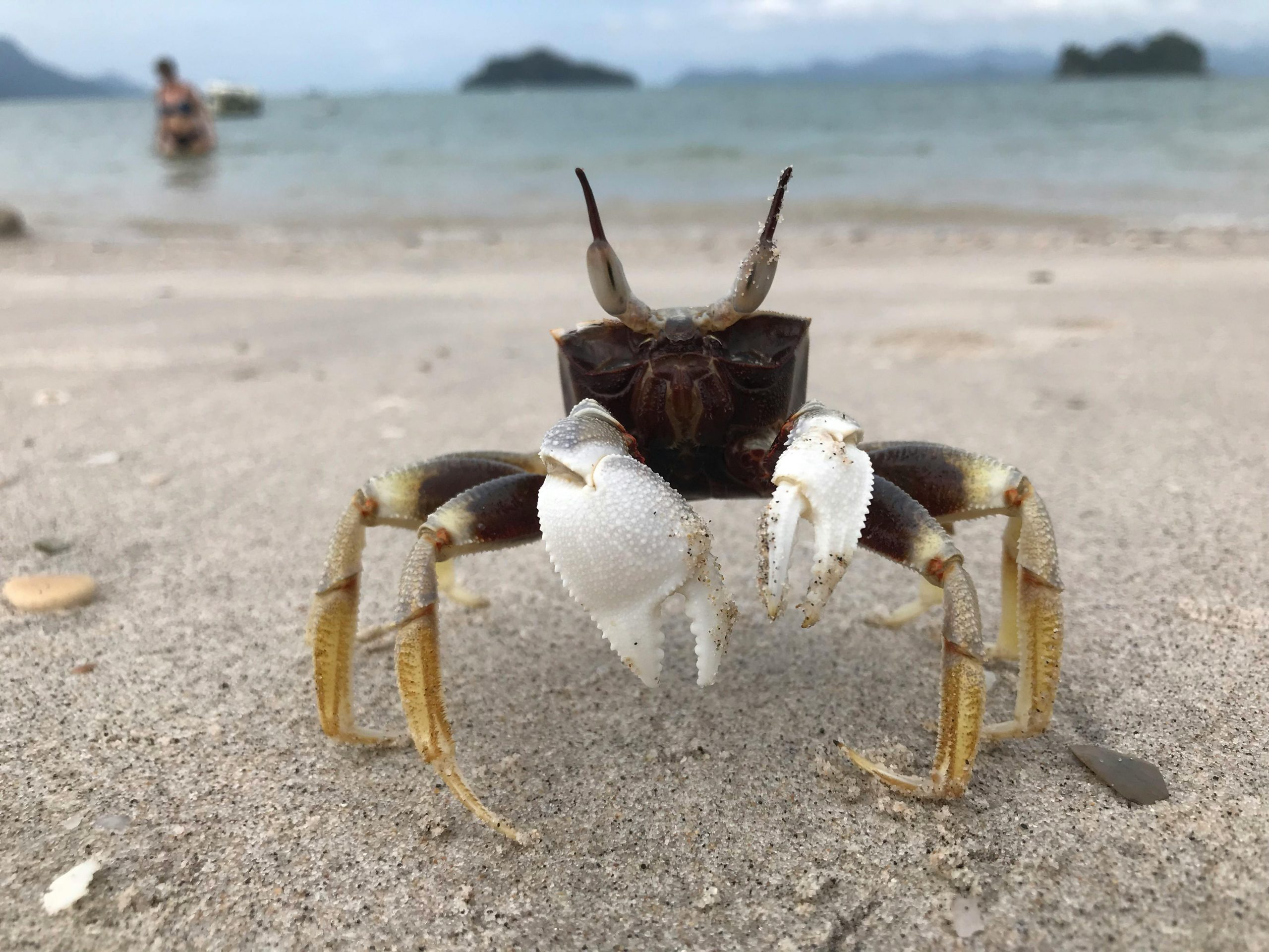 Au dispărut toți crabii din sudul Malaeziei. sursa foto pexels.com