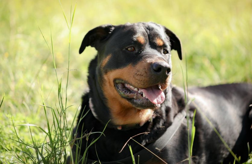 Cele mai inteligente rase de câini. Cine e pe primul loc?