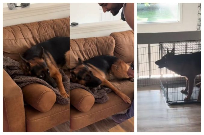 Ceva mai amuzant nu există! Cum a devenit viral un Ciobănesc German, care face tot posibilul să evite baia / VIDEO