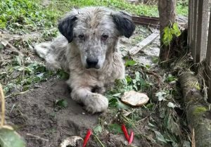 Un câine rănit în urma inundațiilor de la Broșteni și-a revenit spectaculos! Cum arată acum patrupedul
