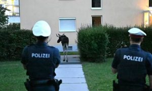 Emil, elanul devenit vedetă în Austria: „Vă rugăm să NU veniți special să-l vedeți și să-l lăsați în pace”