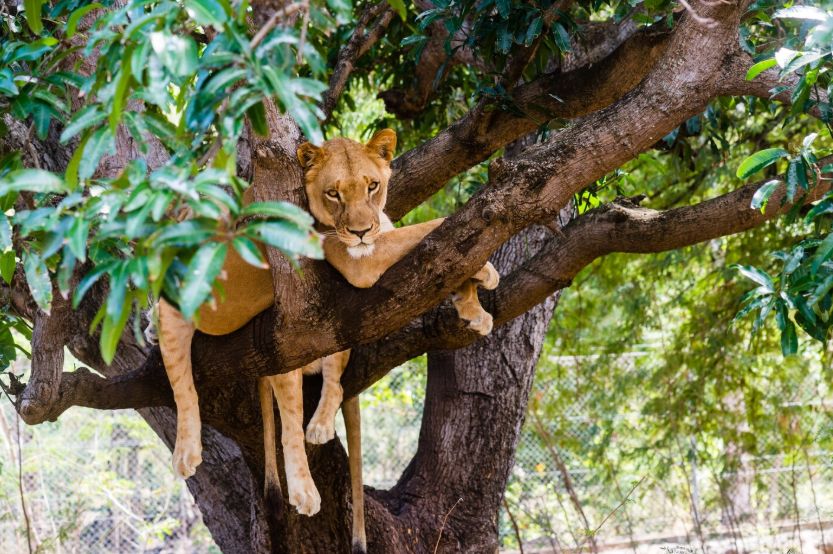 O grădină zoologică a stârnit revoltă, după ce a cerut publicului să doneze animale de companie pentru a fi date drept hrană prădătorilor