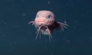 O specie de pește roz și cu ochi albaștri a fost descoperit în ocean. A fost supranumit „peștele-melc cu noduli”