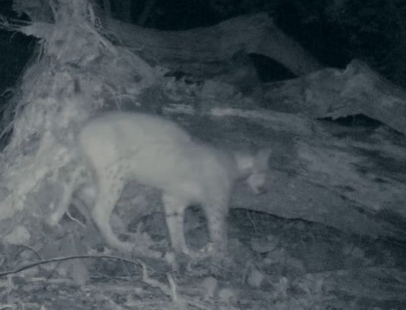 Apariție rară a unui animal sălbatic, într-o pădure din Gorj! A fost filmat în toiul nopții / VIDEO
