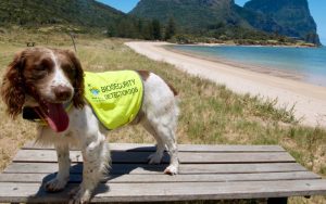 Sebbi, câinele-erou din rasa spaniel care a ajutat insula Lord Howe să scape de rozătoare