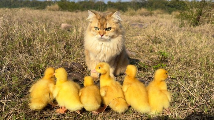Evoluția animalelor influențată de om: două direcții opuse