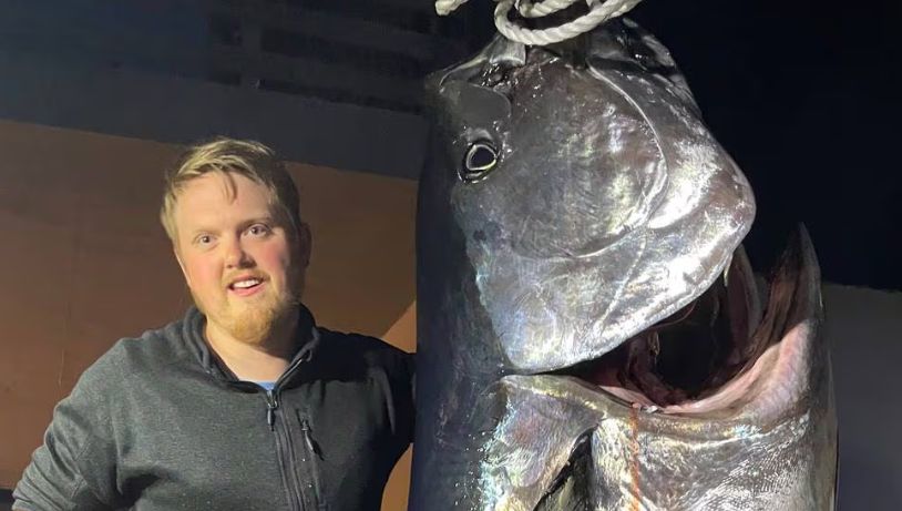 Un pescar norvegian a reușit să captureze un ton de 280 de kilograme: „Are capul mai mare ca al meu”