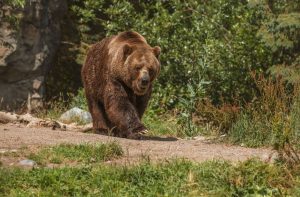 E alertă în mai multe localități de lângă Craiova. Un urs a fost văzut în apropierea gospodăriilor