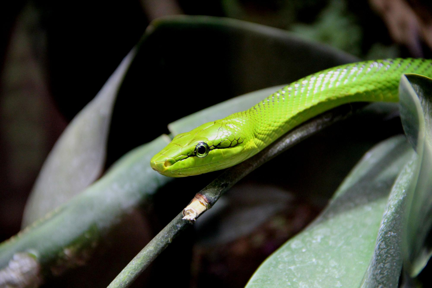 Animale care se hrănesc cu otravă: secretele supraviețuirii