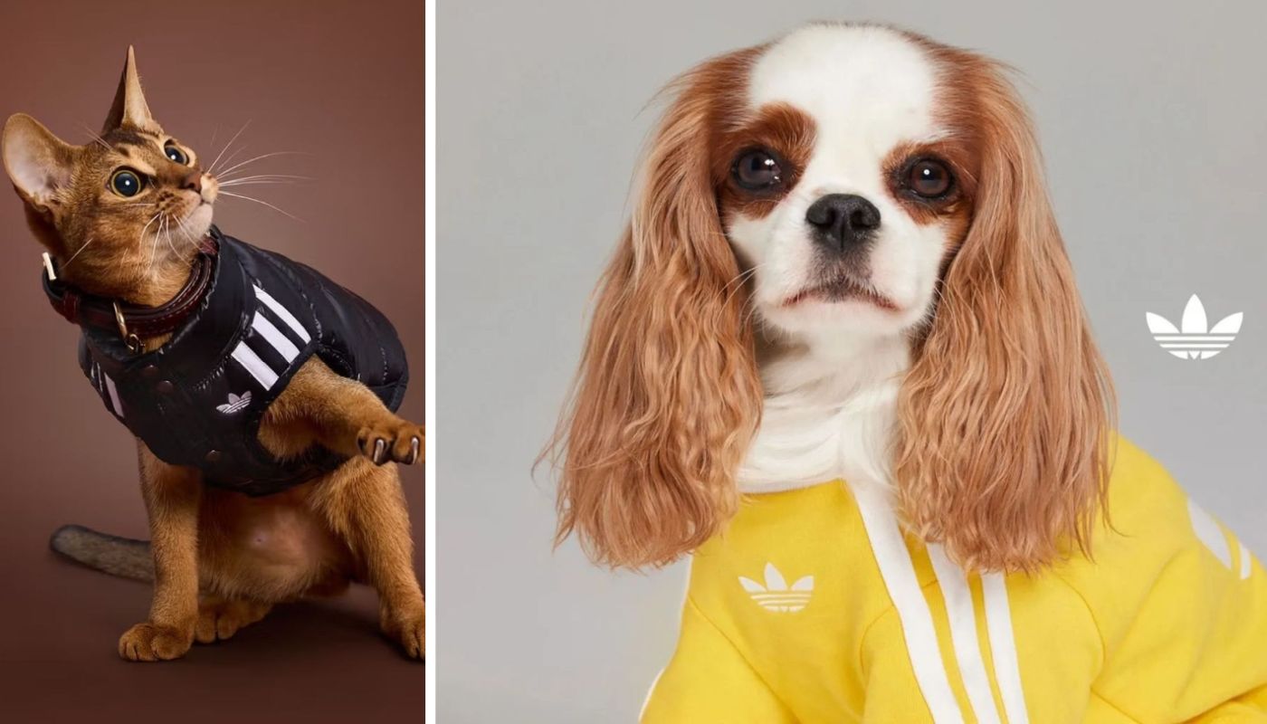 Adidas lansează în curând haine de stradă pentru animale de companie. sursa foto Adidas