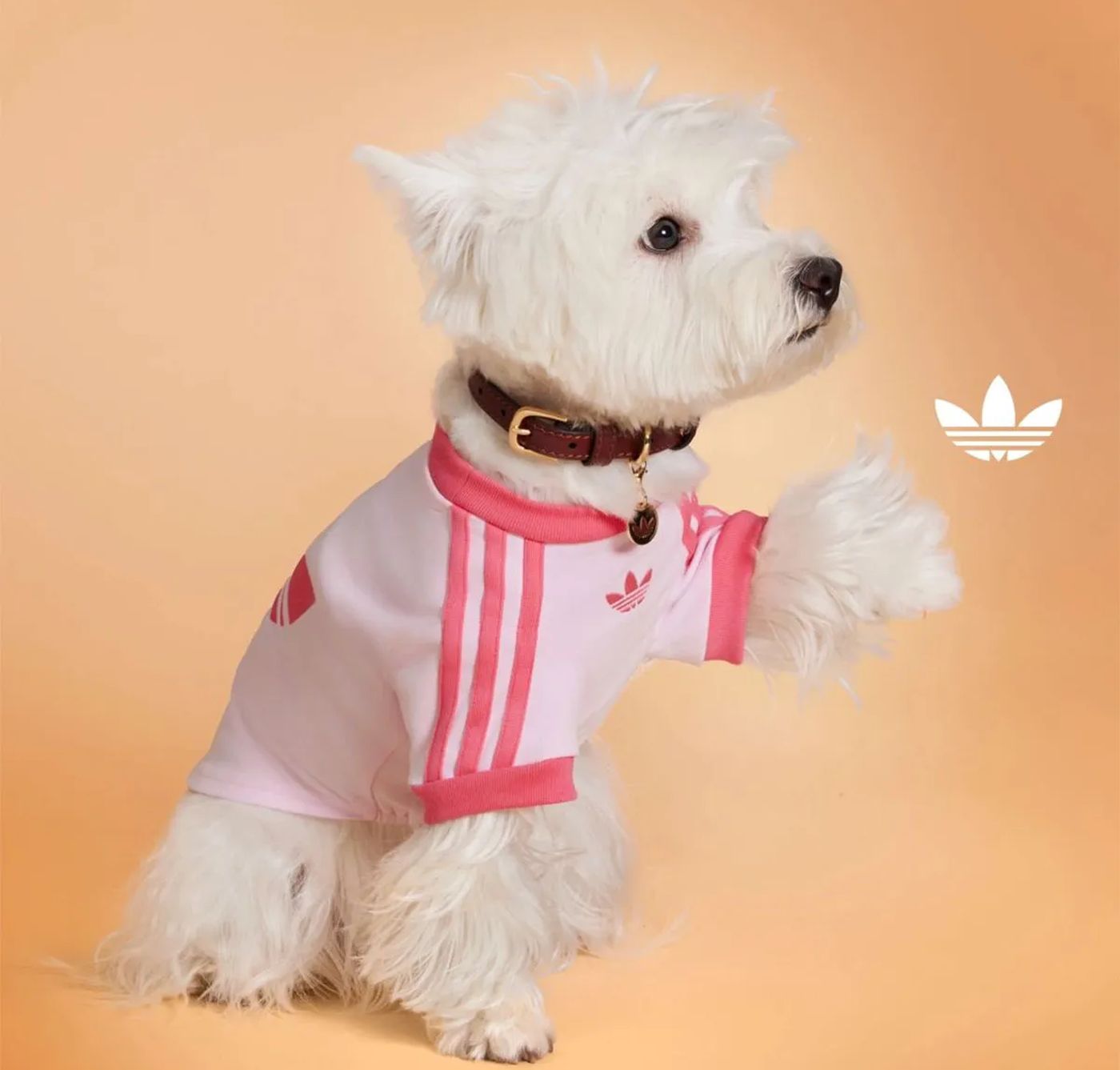 Bichonul tău se poate asorta cu tine, la jogging în parc. sursa foto Adidas
