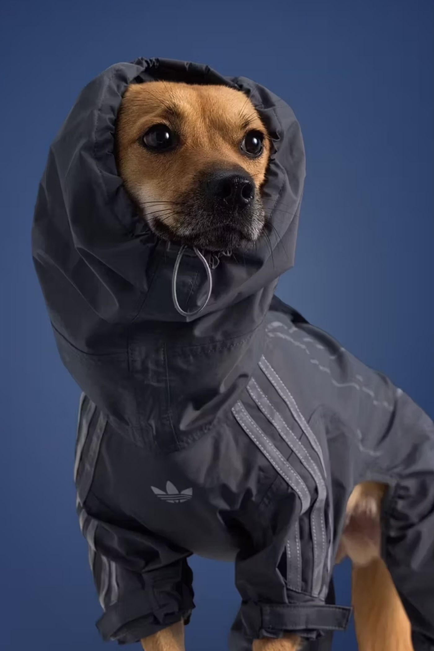 Haina de ploaie este acum disponibilă și pentru căței. sursa foto Adidas
