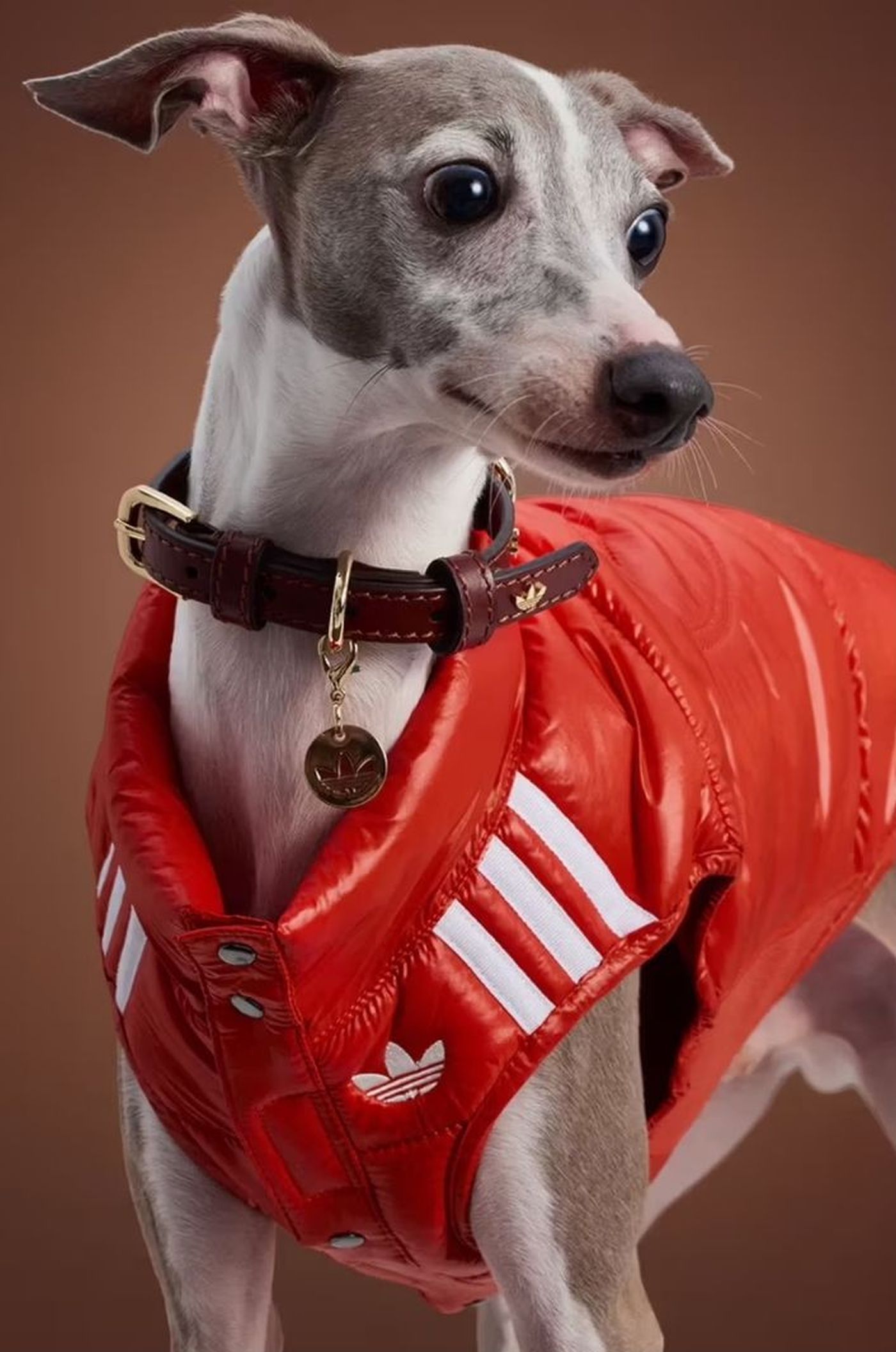 Prietenii tăi blănoși își primesc momentul lor de glorie în modă odată cu această nouă colecție! sursa foto Adidas
