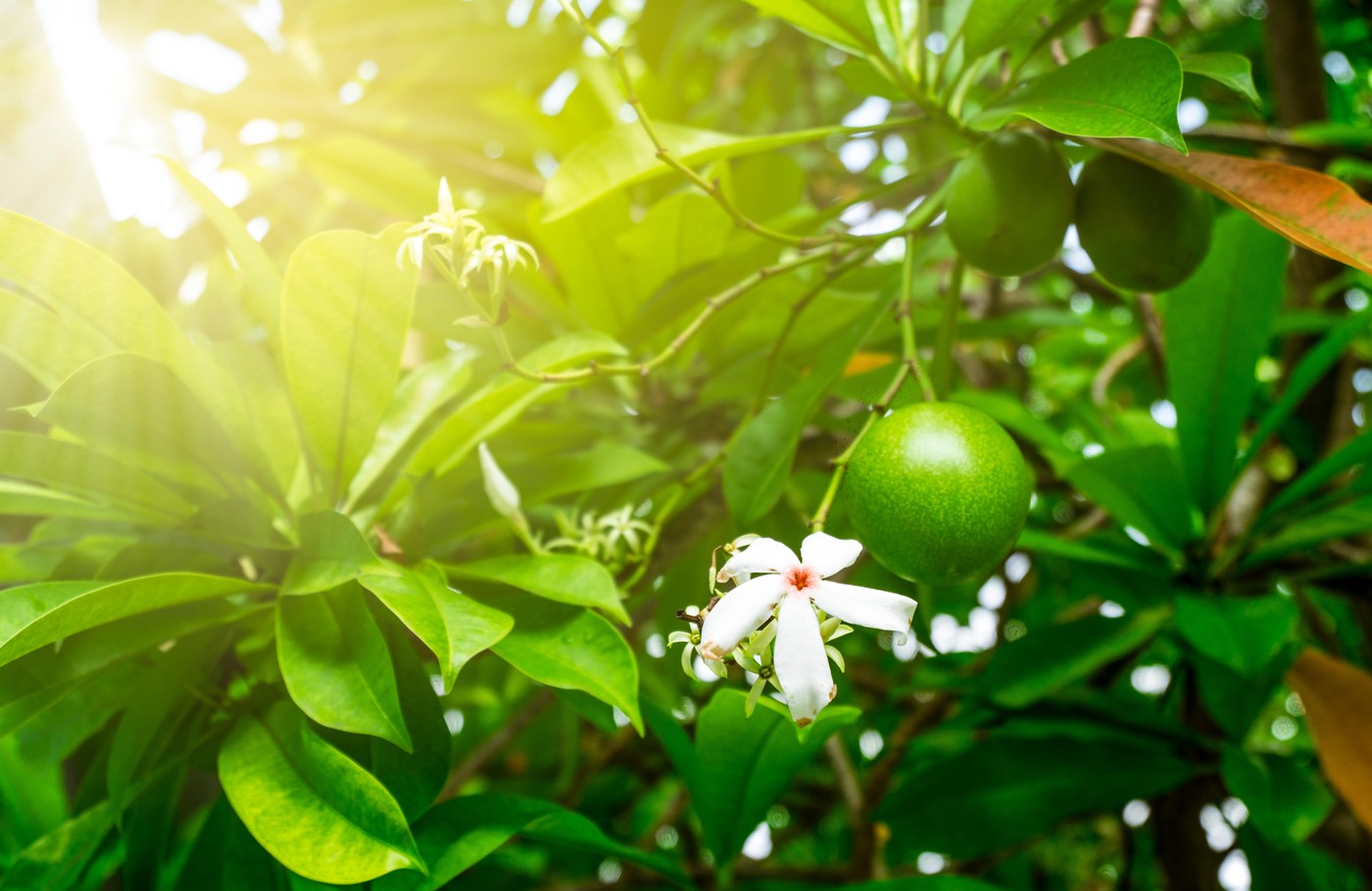 „Arborele sinuciderii”: Cerbera odollam poate ucide sau vindeca