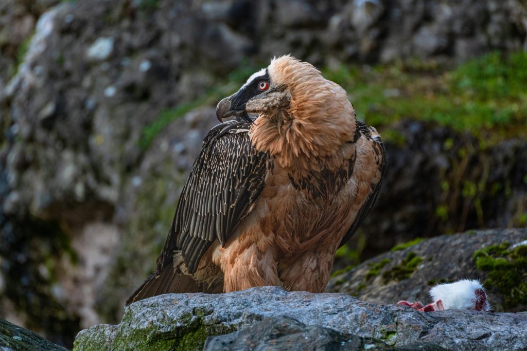 Artefacte umane vechi de 600 de ani, găsite în cuiburile vulturilor bărbosi. sursa foto Ecology