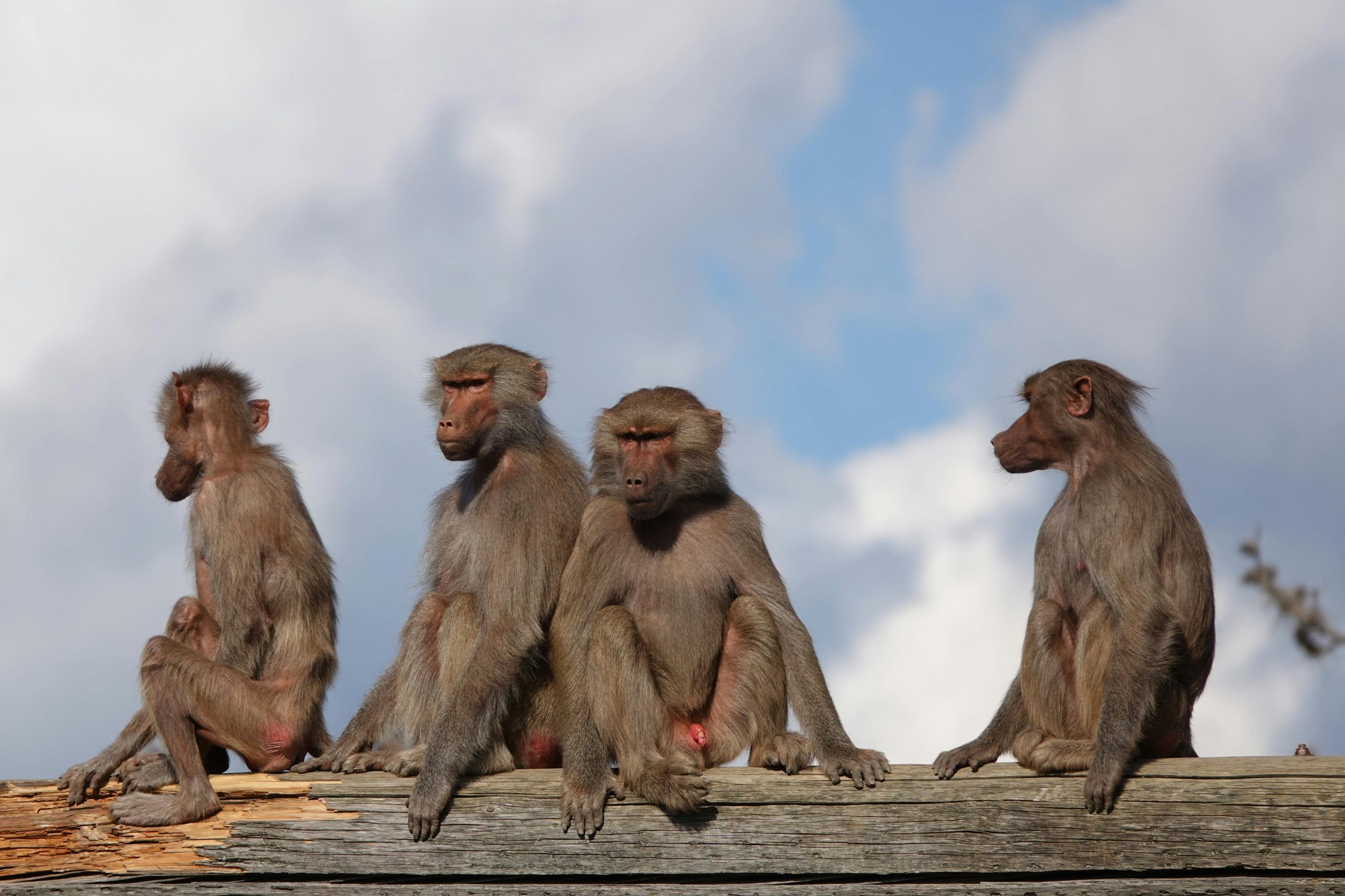 Animalele care reușesc să mențină relații sociale puternice trăiesc mai mult, se reproduc mai bine și se confruntă cu mai puțin stres. sursa foto pexels.com