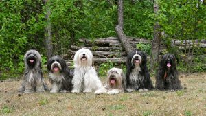 Au animalele prieteni? Ce spun cercetările despre legăturile sociale din lumea animală