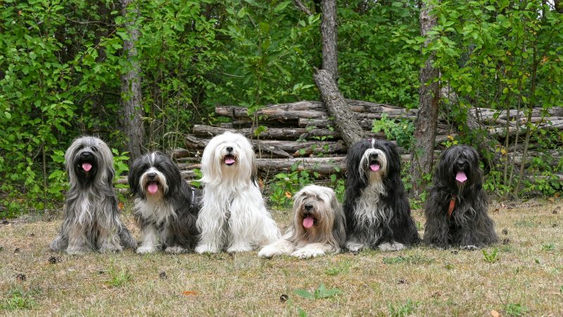 Au animalele prieteni? Ce spun cercetările despre legăturile sociale din lumea animală