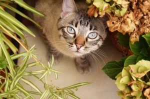 Campionatul Mondial de Frumusețe Felină 2025, la Romexpo