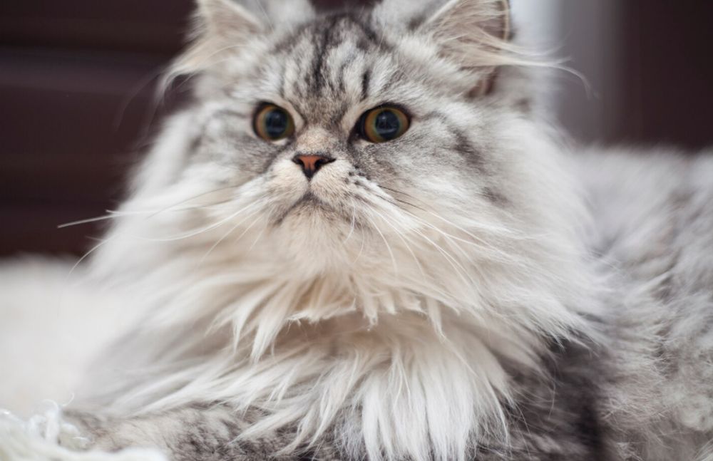 Cât costă o pisică din rasa Maine Coon