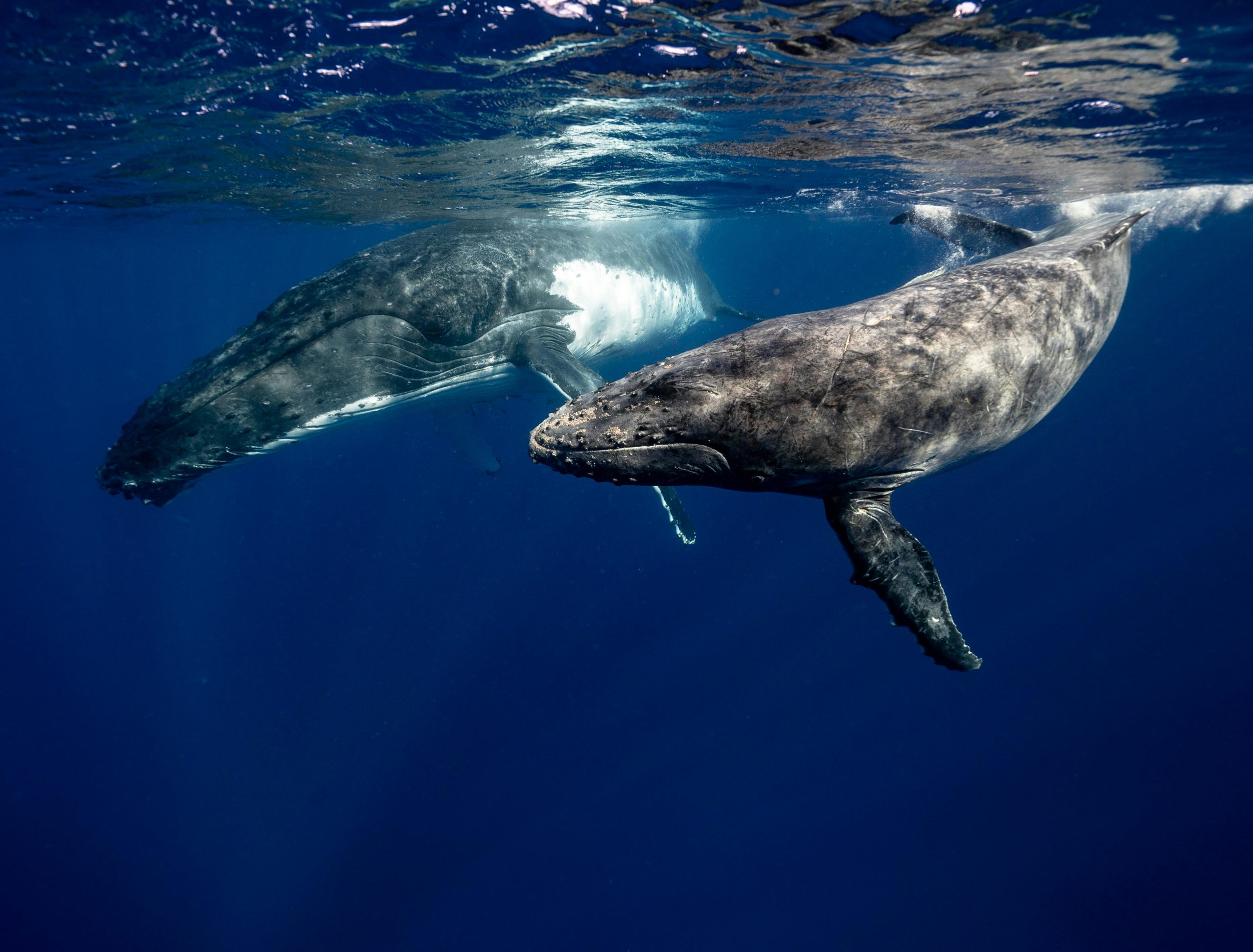 Ecolocația este o tehnică utilizată de lilieci, delfini și alte animale pentru a determina locația obiectelor prin intermediul sunetelor reflectate. sursa foto pexels.com