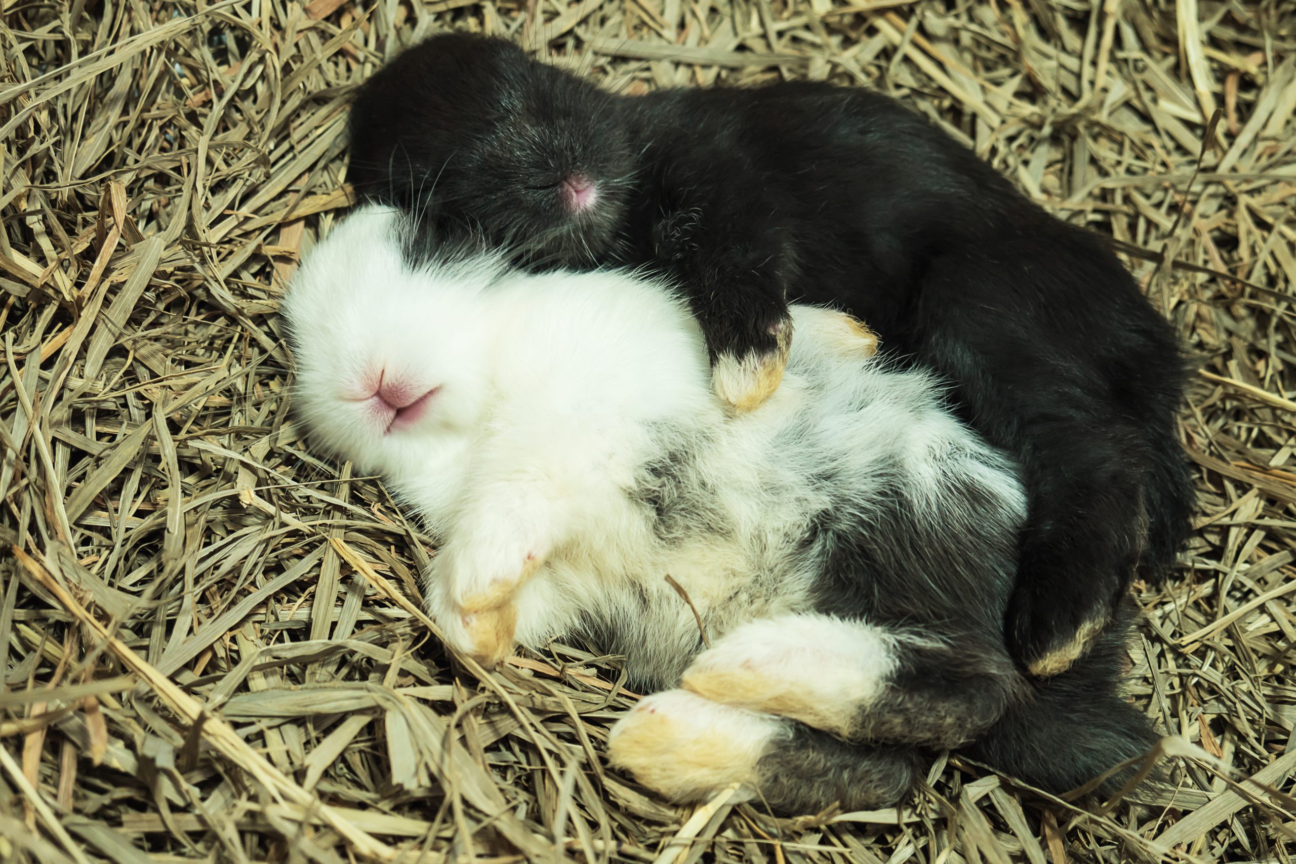 Ce este torporul, de ce este important și cum diferă de hibernare și somn. sursa foto freepik.com