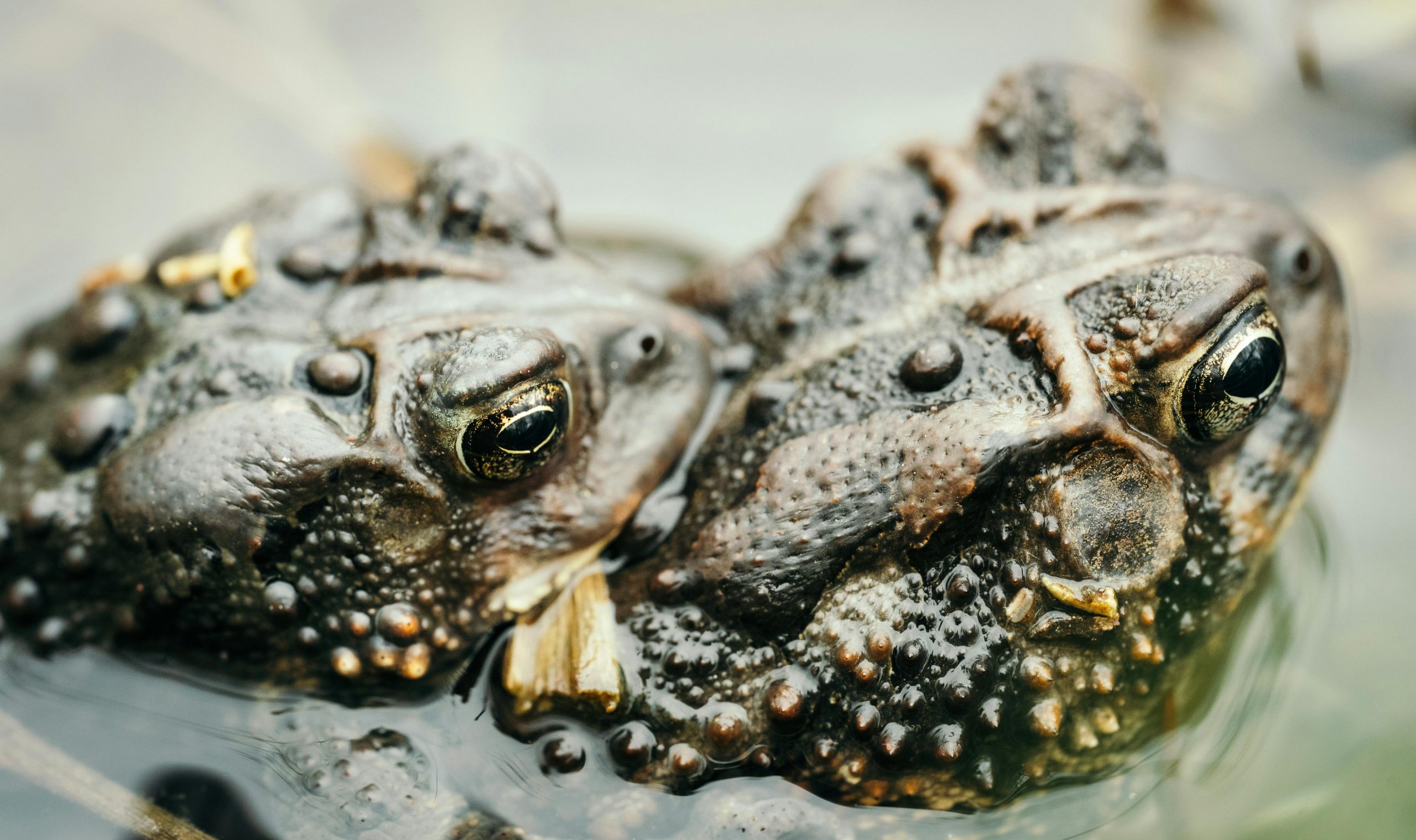 Aproape toate animalele au ochi pentru a detecta lumina din mediul lor – chiar și în habitate întunecoase precum adâncurile oceanului. sursa foto pexels.com