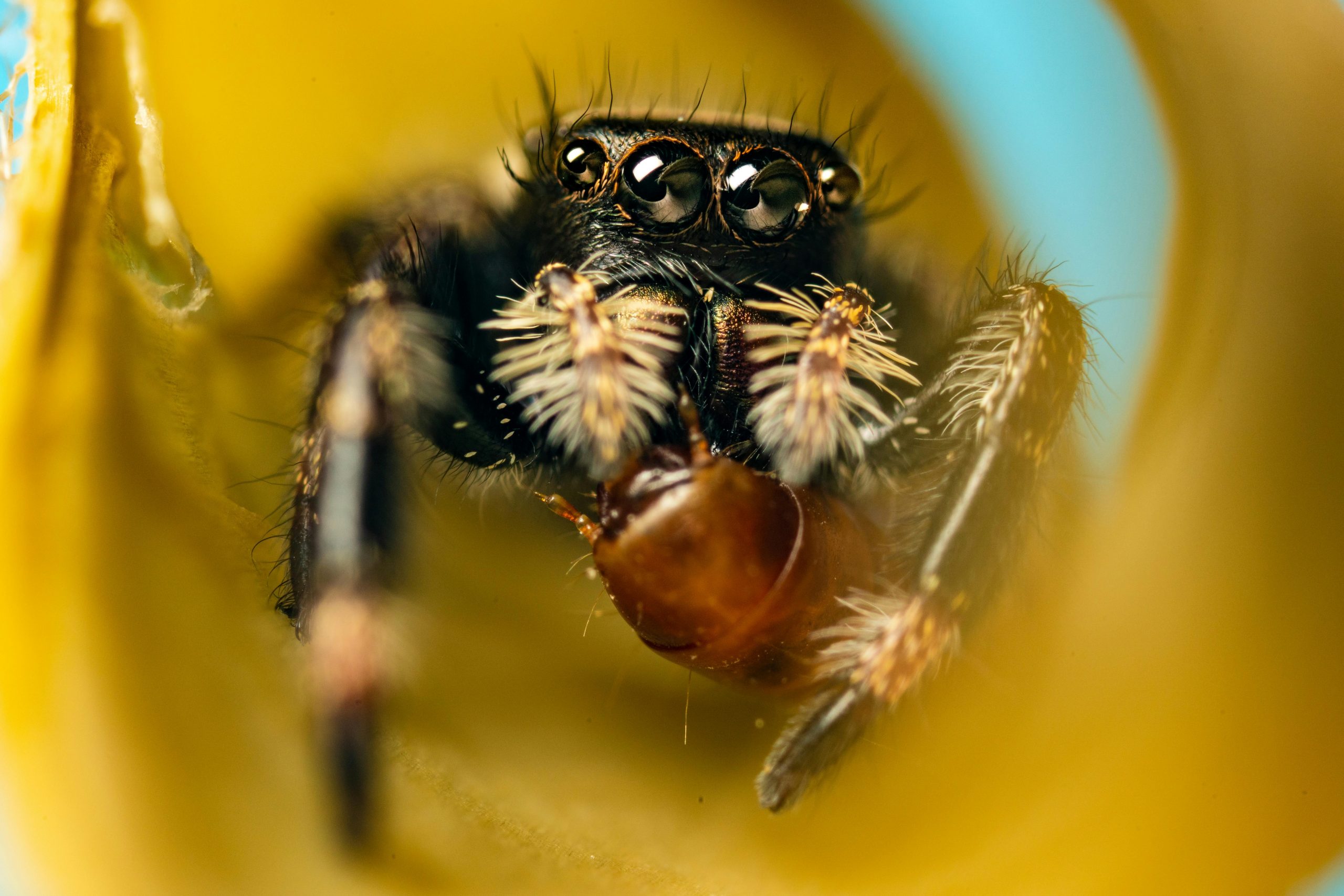 Unele viețuitoare au ochi compuși. sursa foto pexels.com