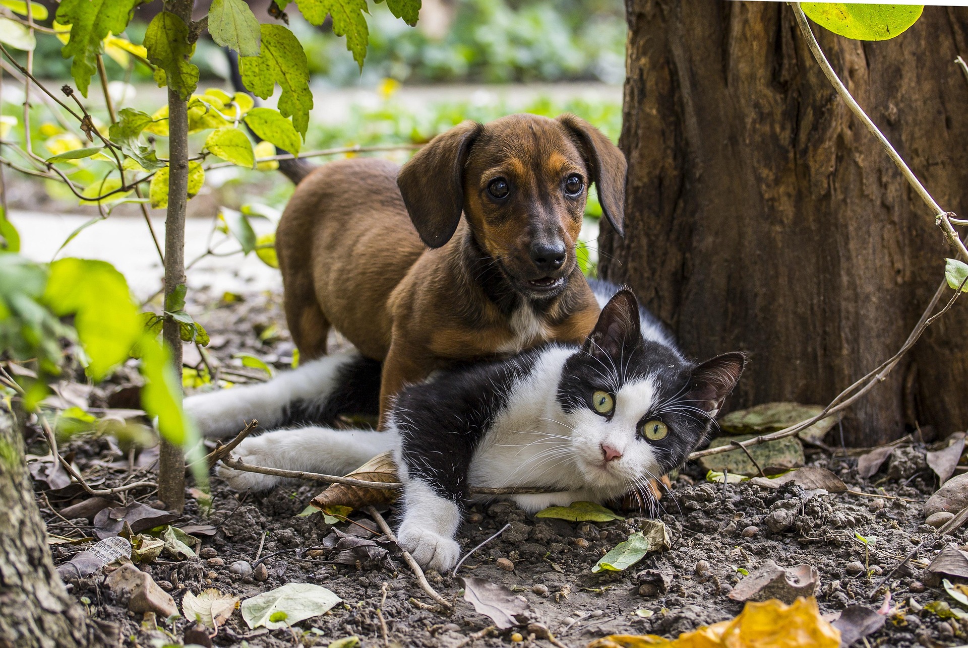 Oamenii văd lumea în culori de înaltă definiție, dar nu toate animalele percep astfel. sursa foto pexels.com