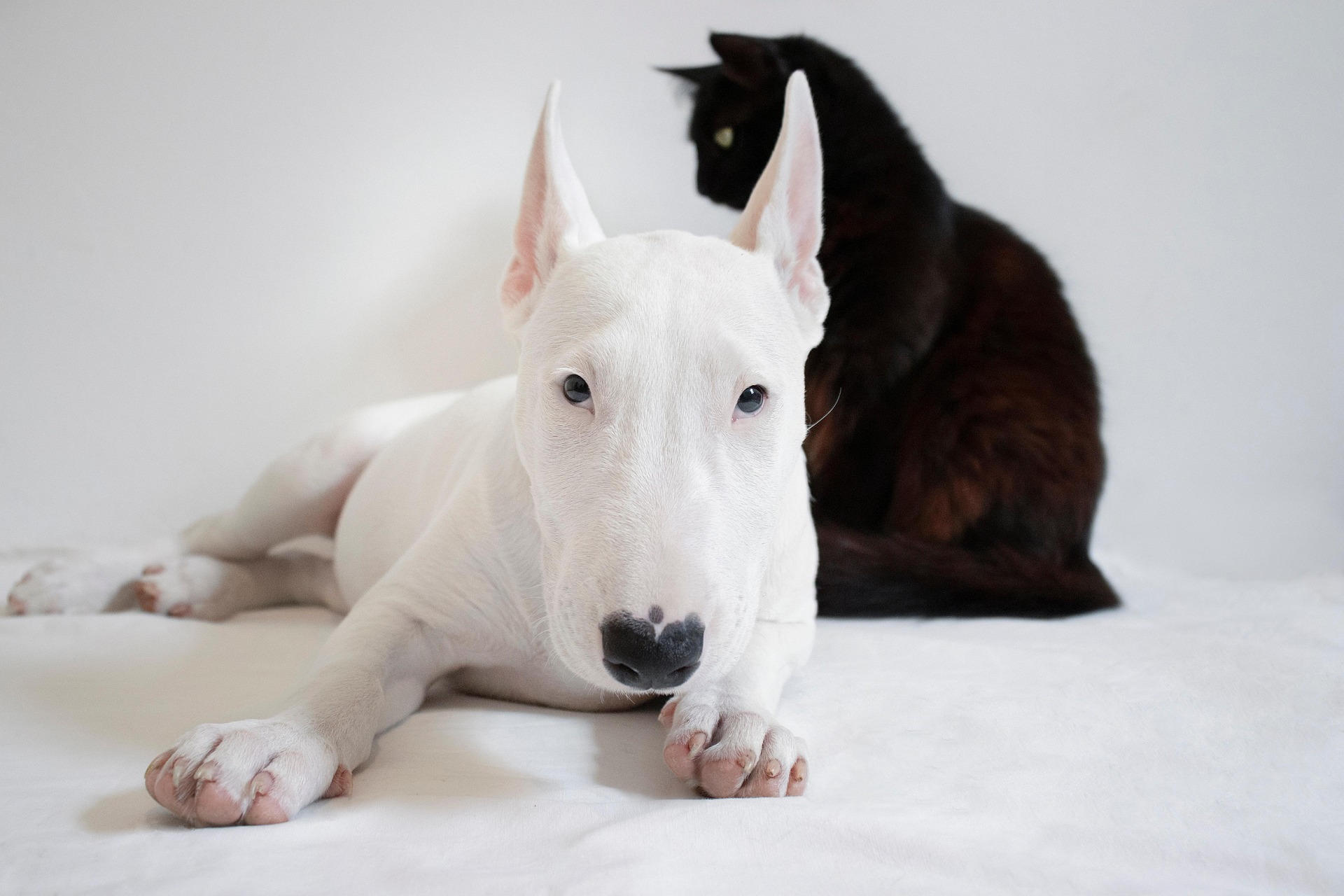 Vederea animalelor variază deoarece, de-a lungul evoluției, aceasta s-a adaptat cerințelor mediului specific fiecărei specii. sursa foto pexels.com