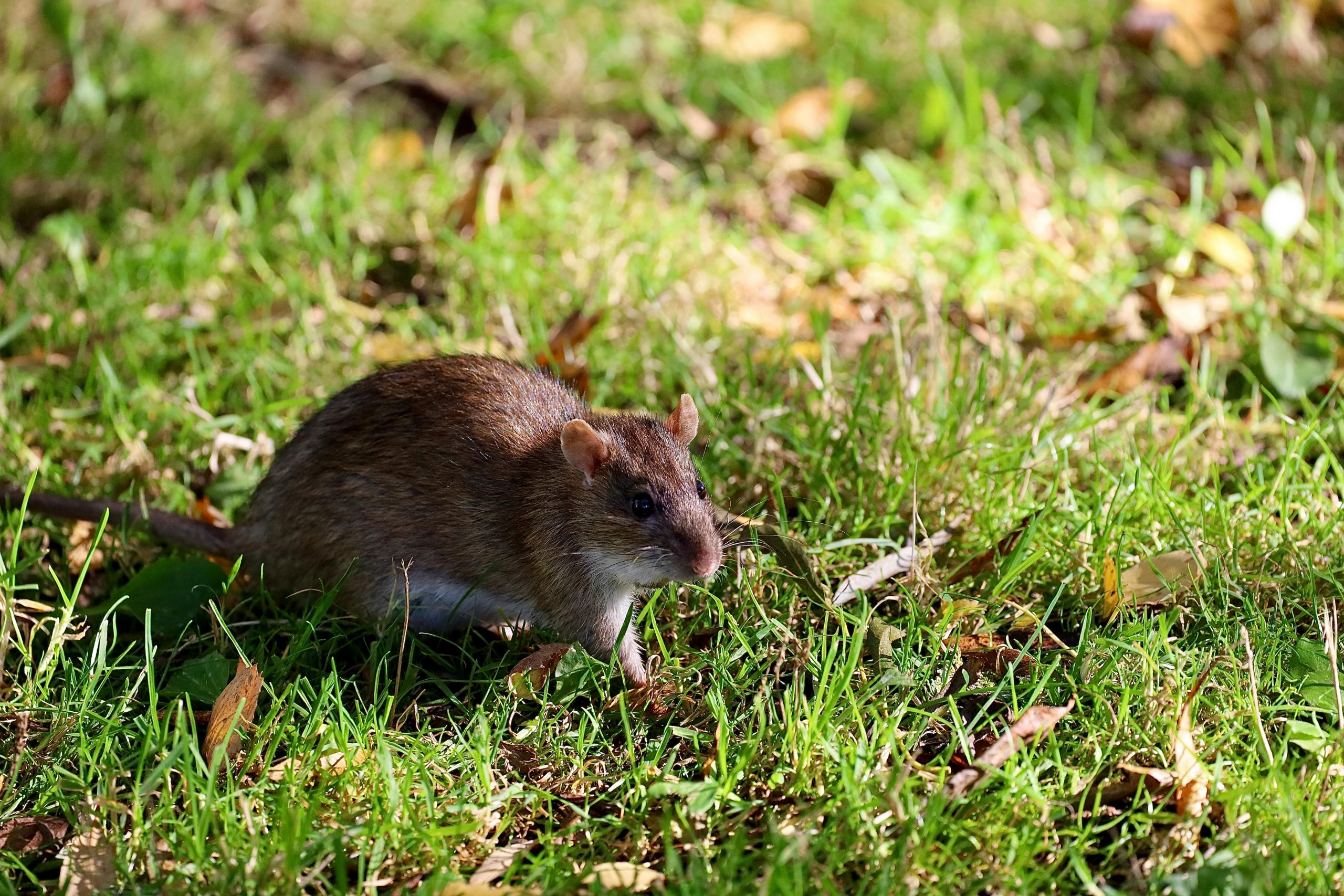 Originar din Africa, este o specie inteligentă, uneori crescută ca animal de companie exotic. sursa foto pexels.com
